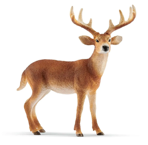 White-tailed buck