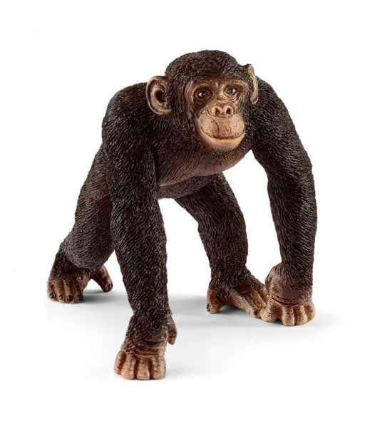 CHIMPANZEE MALE