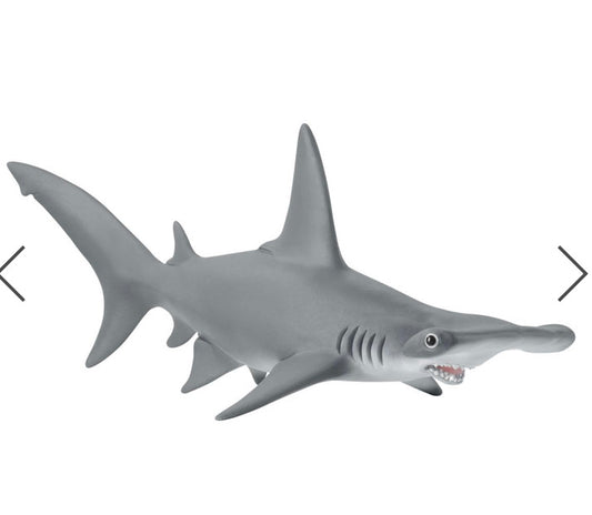 HAMMERHEAD SHARK