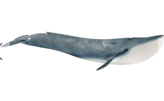 BLUE WHALE